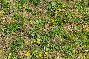 Yellow buttercups on the meadow
