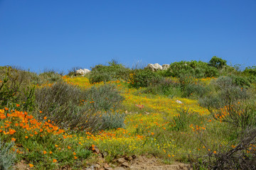 Fototapeta premium Lots of wild flower blossom at Diamond Valley Lake