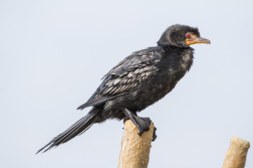 Reed Comorant on a pole
