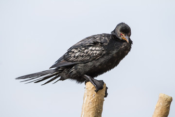 Reed Comorant on a pole
