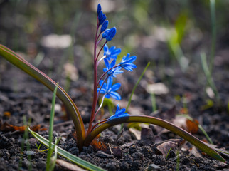 Scilla siberica, cebulica syberyjska, Eukarionty, naczyniowe, nasienne, okrytonasienne, ...