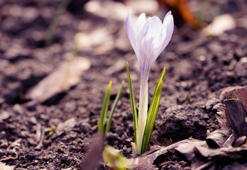 Krokus crocus kwiat plant flower blomst 