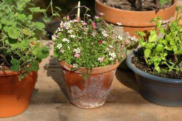 Bright spring flower bloomed in a botanical greenhouse