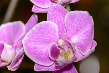 Naklejka na ściany i meble The beauty of a white and purple Orchid in full bloom. Phalaenopsis Orchid flower is the queen of flowers in Thailand.