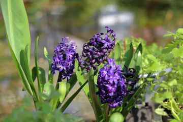 Bright spring flower bloomed in a botanical greenhouse