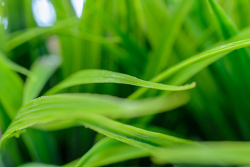 Green grass close up. Texture.
