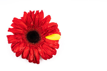 gerbera flower in different colors