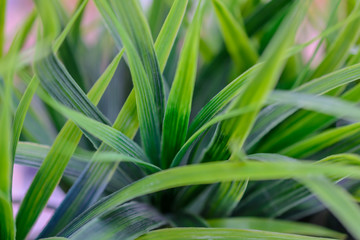 Green grass close up. Texture.