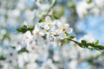 Close up of white cherry blossom 
