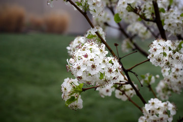 Flowering pear tree after rain.