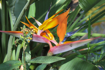 bird of paradise with grasshopper