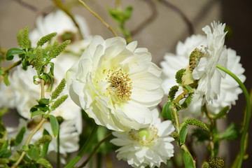 Frühlingsblumen - Blütenpracht in Weiß - Topfpflanzen