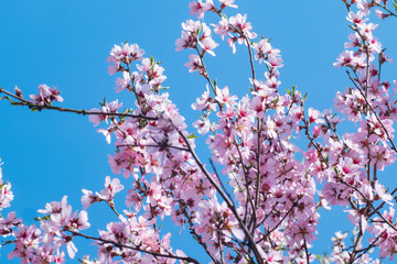 Beutiful close up picture of pink cherry blossom against blue sky