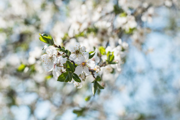 Close up of white cherry blossom 