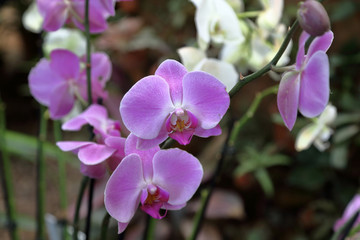 Fototapeta na wymiar Bright spring flower bloomed in a botanical greenhouse