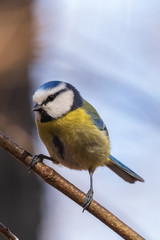 Bright blue tit sits on a branch in the park and looks at the photographer. City birds. Blurred background. Close-up. Wild nature. Spring soon.