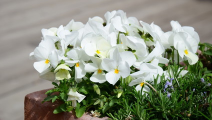 Weiße Stiefmütterchen - Topfbepflanzung auf der Terrasse