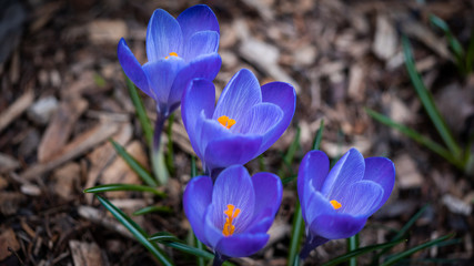 Krokus crocus kwiat plant flower blomst 