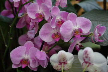 Fototapeta na wymiar Bright spring flower bloomed in a botanical greenhouse