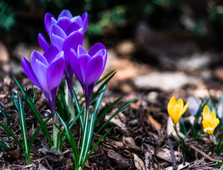 Krokus crocus kwiat plant flower blomst 