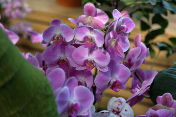 Obraz premium Bright spring flower bloomed in a botanical greenhouse