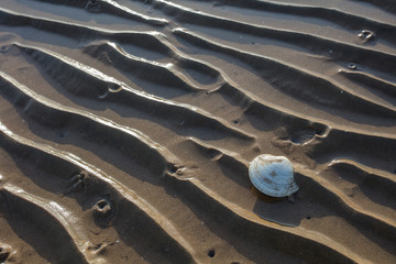 clam on the beach