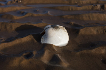 Fototapeta na wymiar clam on the beach
