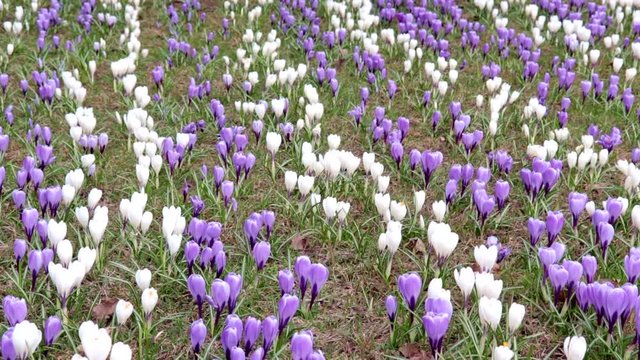 Blue and white tender delicate pastel meadow of spring crocus flowers, panoramic view