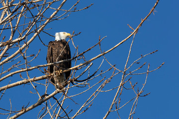 Bald Eagle Sits in High Tree
