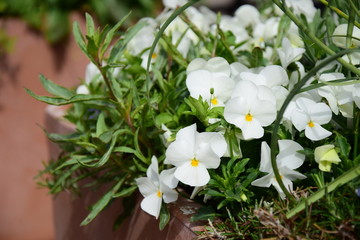 Obraz premium Weiße Stiefmütterchen