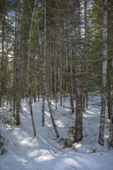 Fototapeta premium snow forest in Oregon