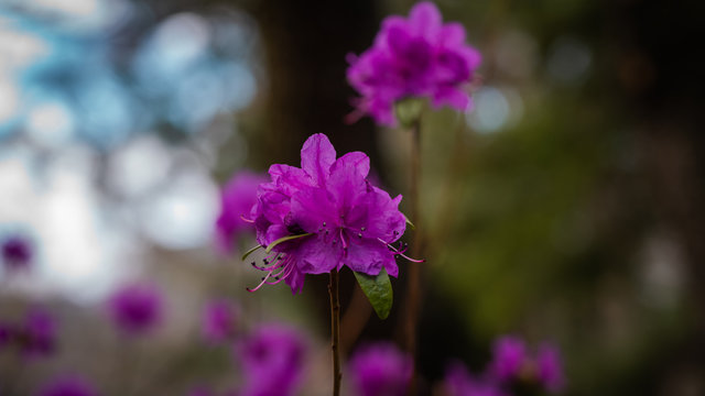 รูปภาพOkrytonasienne – เลือกดูภาพถ่ายสต็อก เวกเตอร์ และวิดีโอ69 | Adobe ...