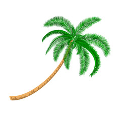 Isolated Palm tree.Vector Illustration
