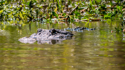 See you later, alligator