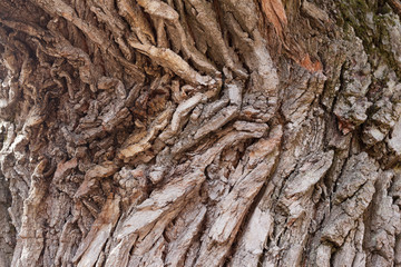 Oak bark texture