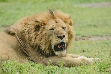Naklejka na ściany i meble Lion in Ngorongoro