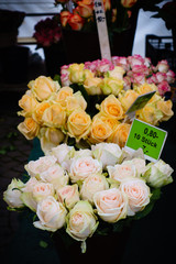 spring roses in Market