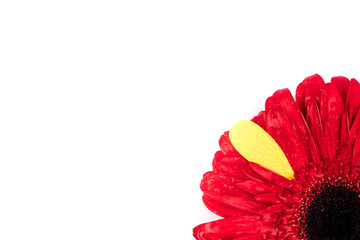 gerbera flower in different colors