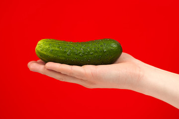 Ripe juicy delicious cucumber in hand isolated on red background. Healthy eating and dieting concept