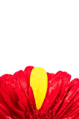 gerbera flower in different colors