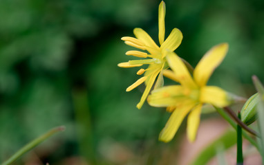Gagea lutea, złoć żółta,  kwiat, blomst, flower