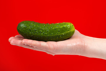 Ripe juicy delicious cucumber in hand isolated on red background.