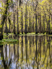 Forests in swamp under cloudy sky	