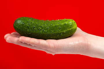 Ripe juicy delicious cucumber in hand isolated on red background. Healthy eating and dieting concept