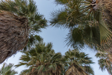 Fototapeta na wymiar Palm trees in cafornia