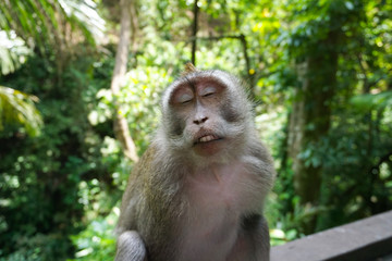 An adorable macaque monkey having a good time on a bench, while posing for the camera in Ubud, Bali