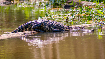 Naklejka premium See you later, alligator 
