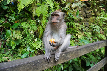 An adorable macaque monkey having a good time on a bench, while posing for the camera in Ubud, Bali