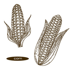 Hand drawn illustration of corn in engraving style on white background.
