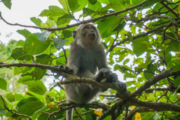 Naklejka premium Alone monkey sits on the huge tree in the rainforest of Ubud, Bali